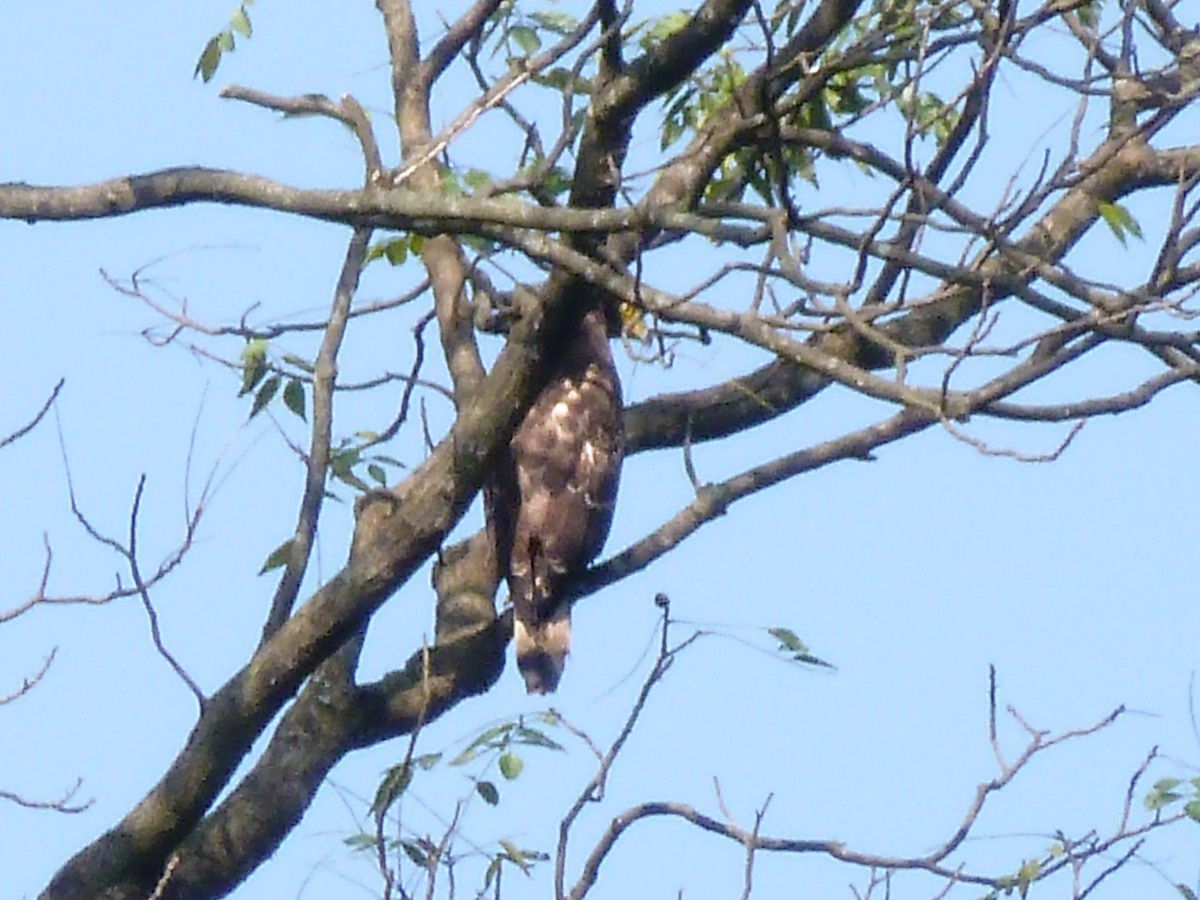 Crested Serpent-Eagle - ML610892112