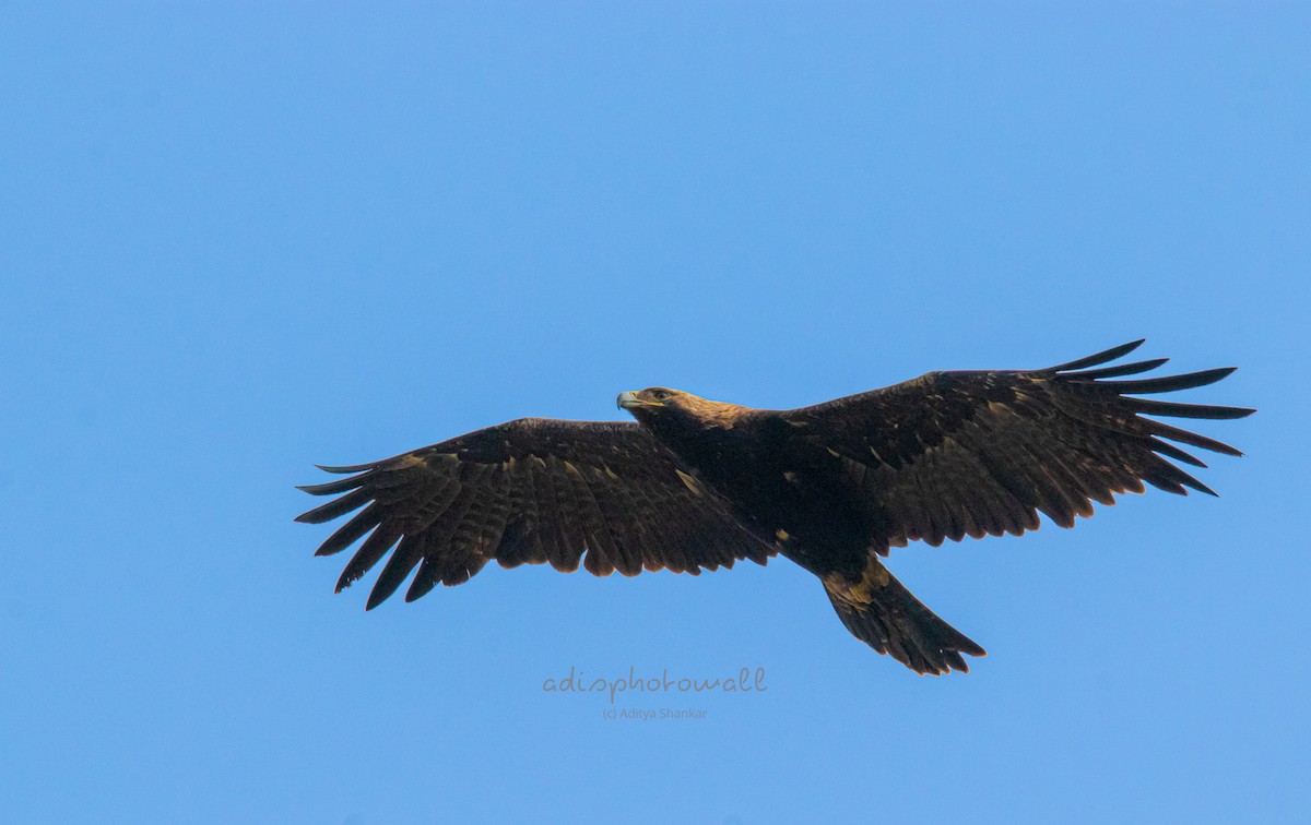 Greater Spotted Eagle - ML610892173