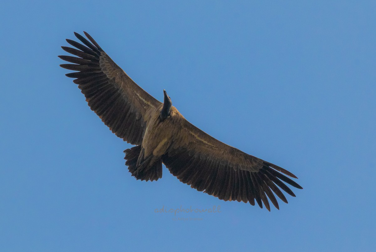 Slender-billed Vulture - ML610892176