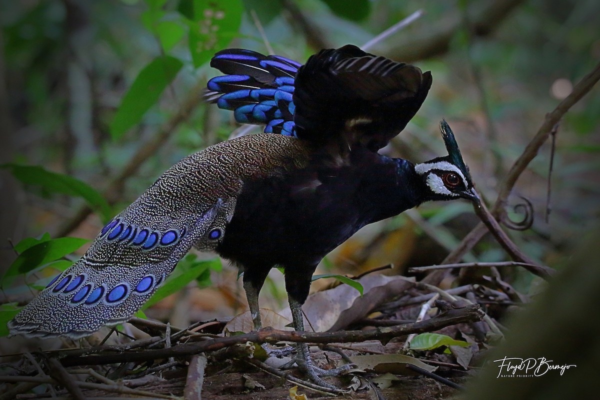 Palawan Peacock-Pheasant - ML610892190