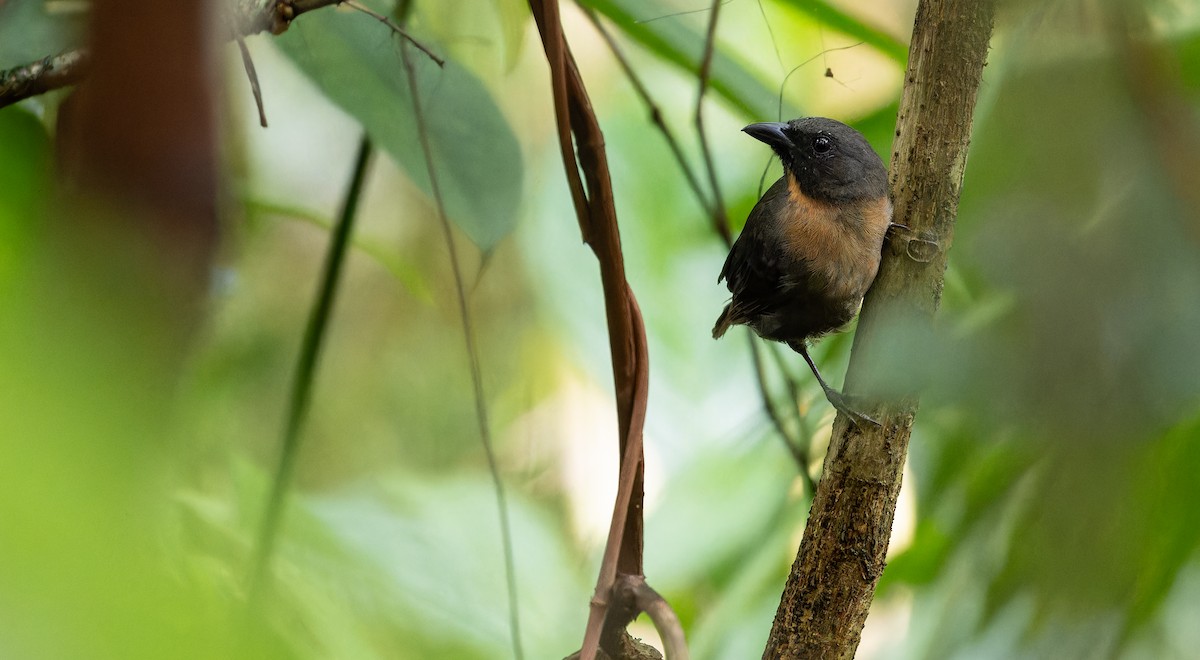 Black-cheeked Ant-Tanager - ML610892576