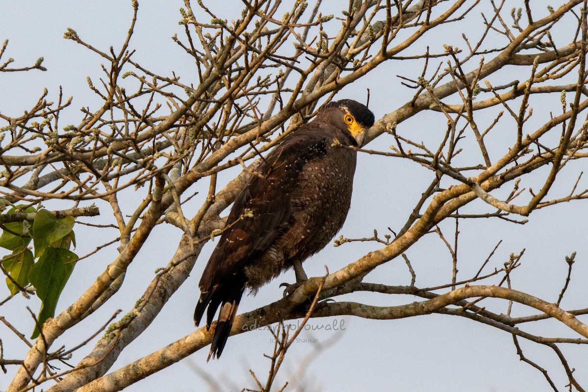 Crested Serpent-Eagle - ML610892717