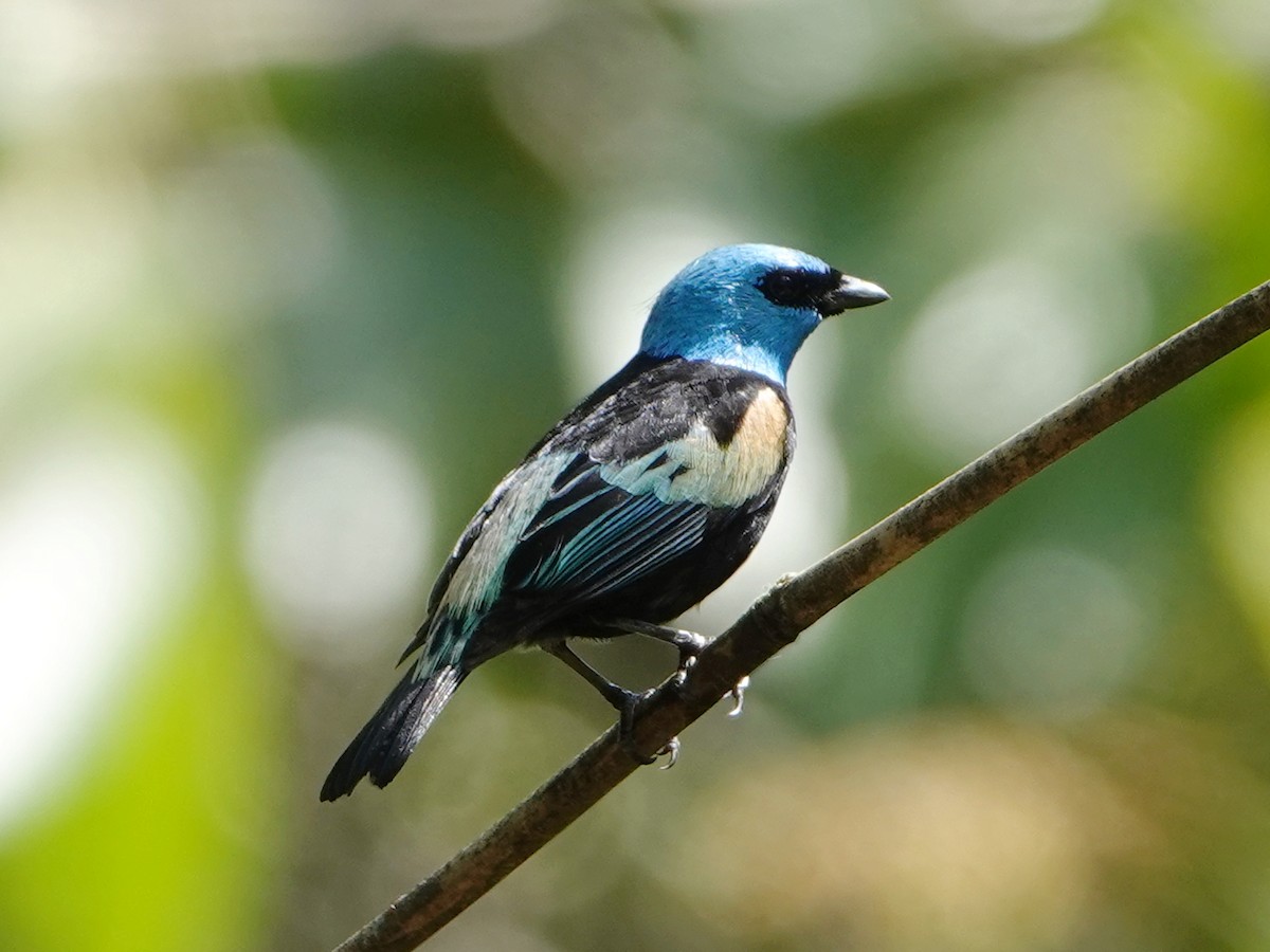 Blue-necked Tanager - ML610892745