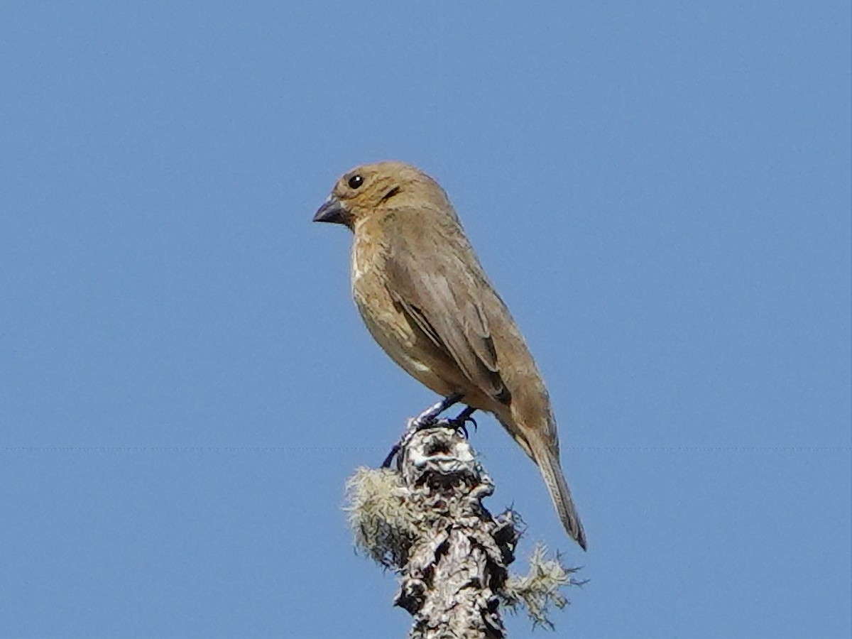 Yellow-bellied Seedeater - ML610892748