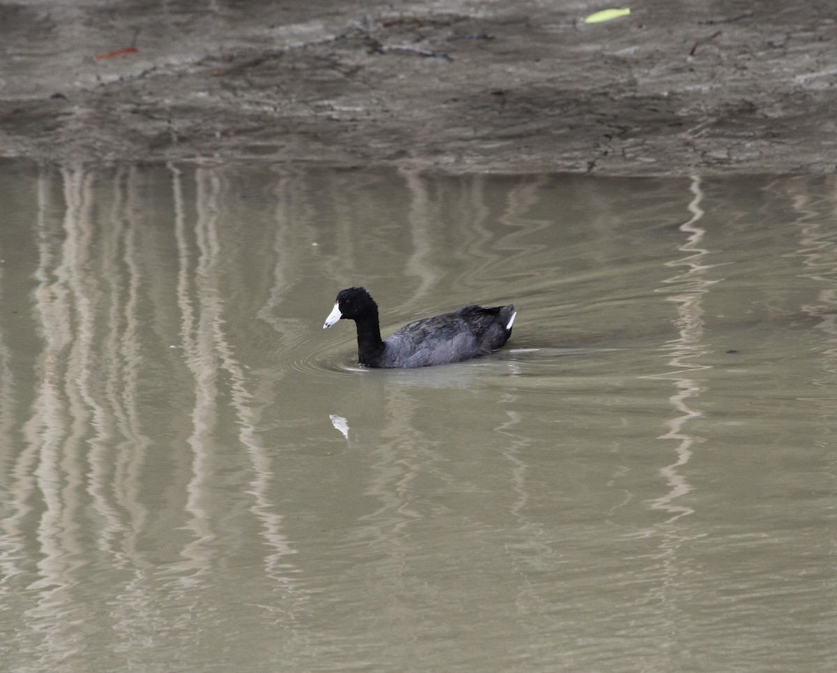 American Coot (Red-shielded) - ML610892783
