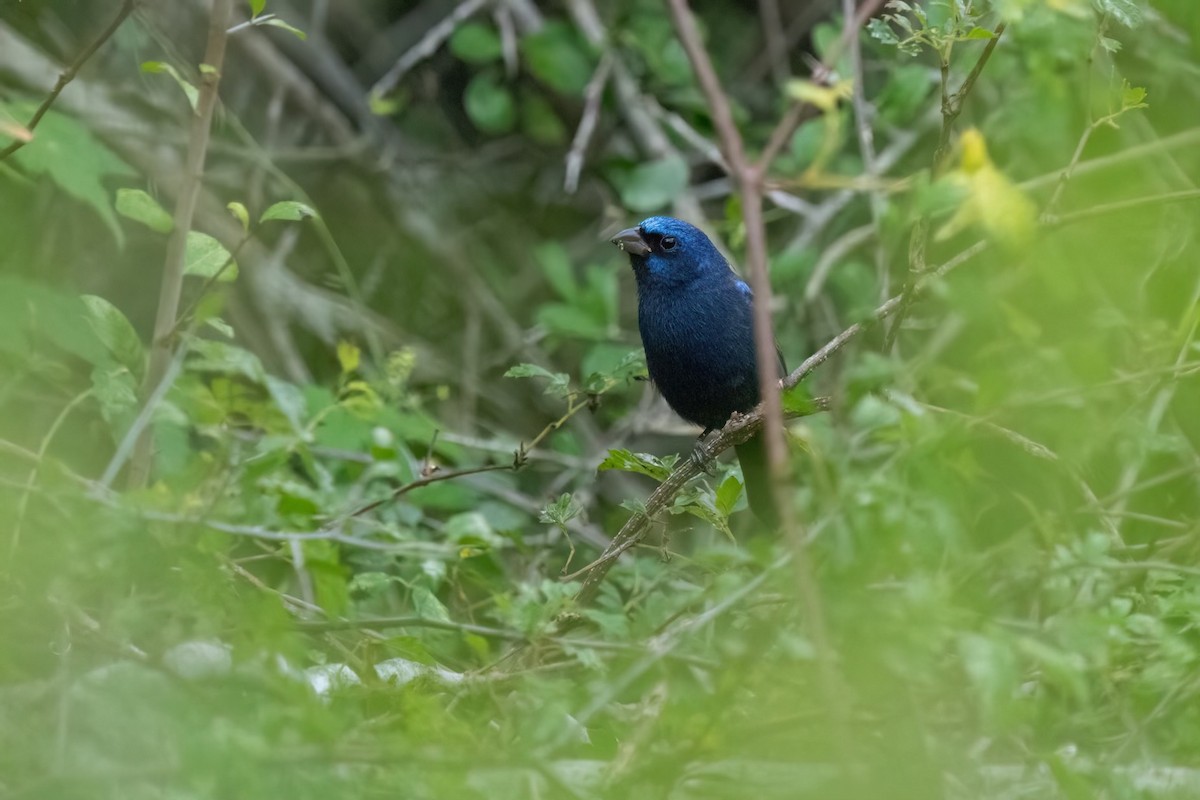 Blue Bunting - Texas Birding Guides