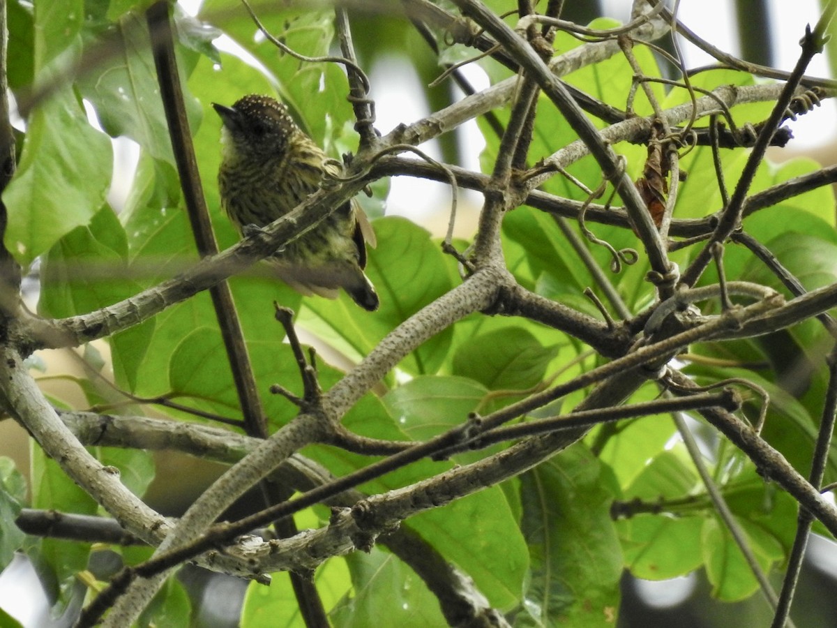 Bar-breasted Piculet - ML610893371