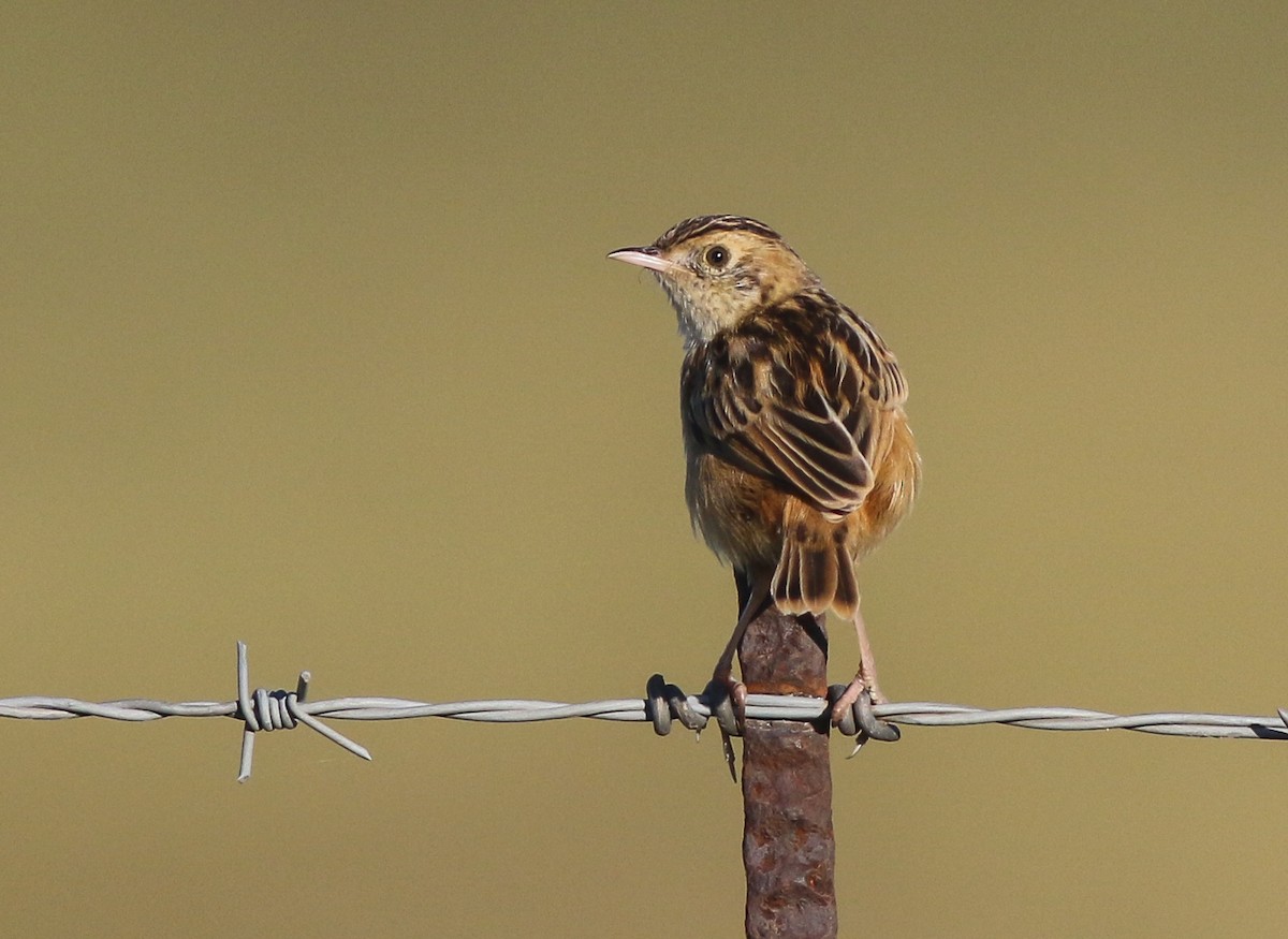 Wing-snapping Cisticola - ML610893372