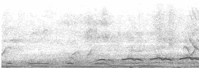 Pasifik Koeli (cyanocephalus/subcyanocephalus) - ML610894107