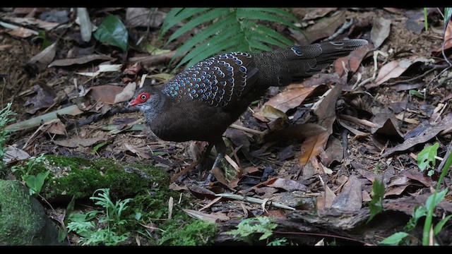 Hainan Peacock-Pheasant - ML610894208