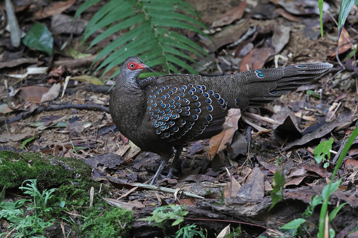 Hainan Peacock-Pheasant - ML610894325