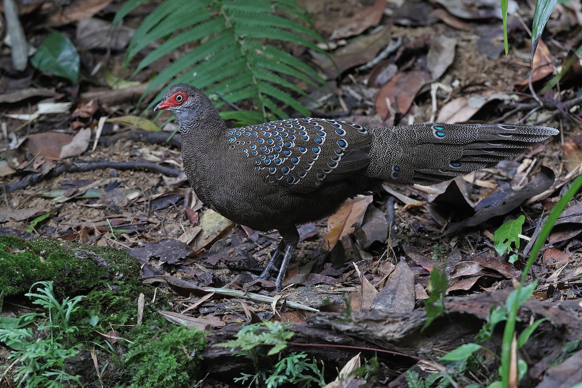 Hainan Peacock-Pheasant - ML610894326