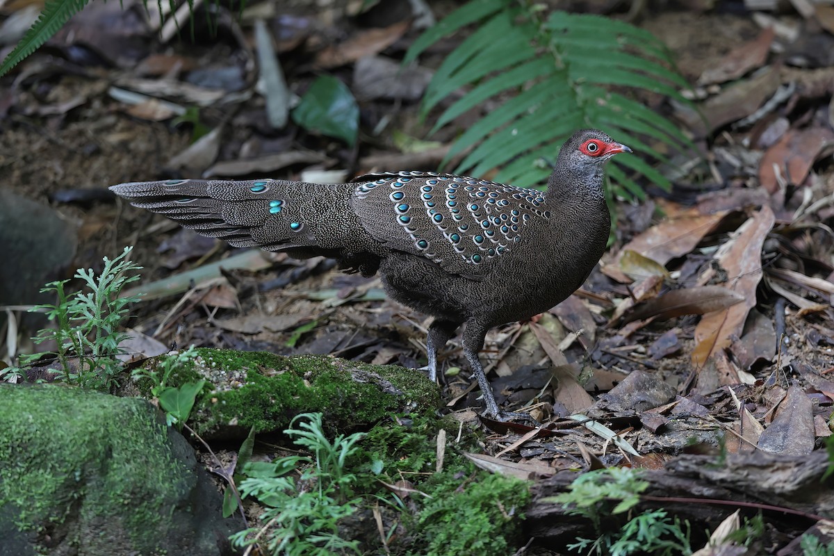 Hainan Peacock-Pheasant - ML610894327