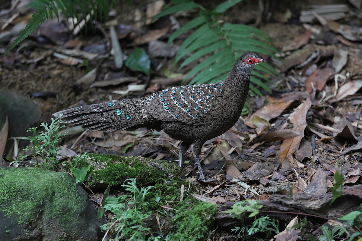 Hainan Peacock-Pheasant - ML610894329