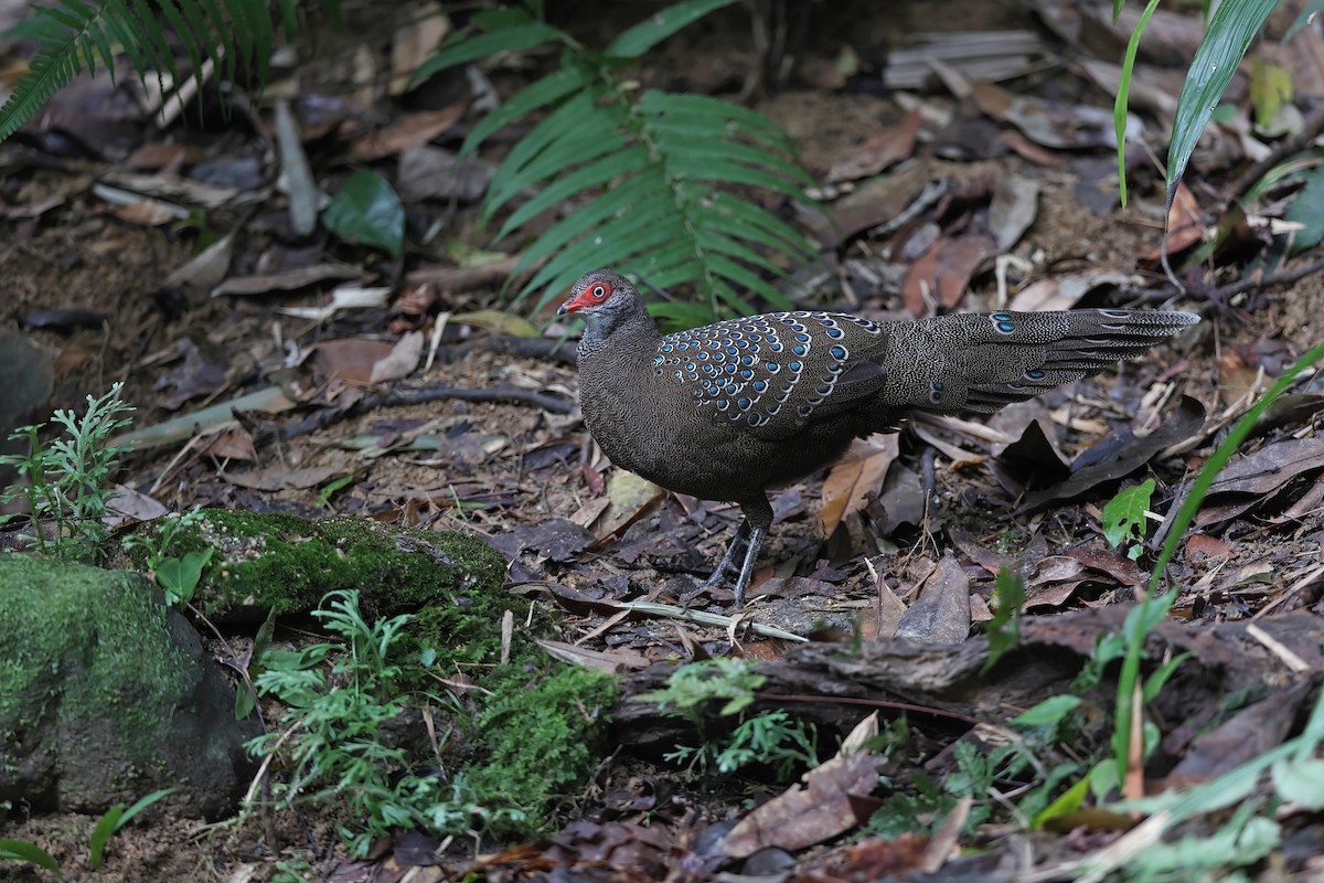 Hainan Peacock-Pheasant - ML610894330