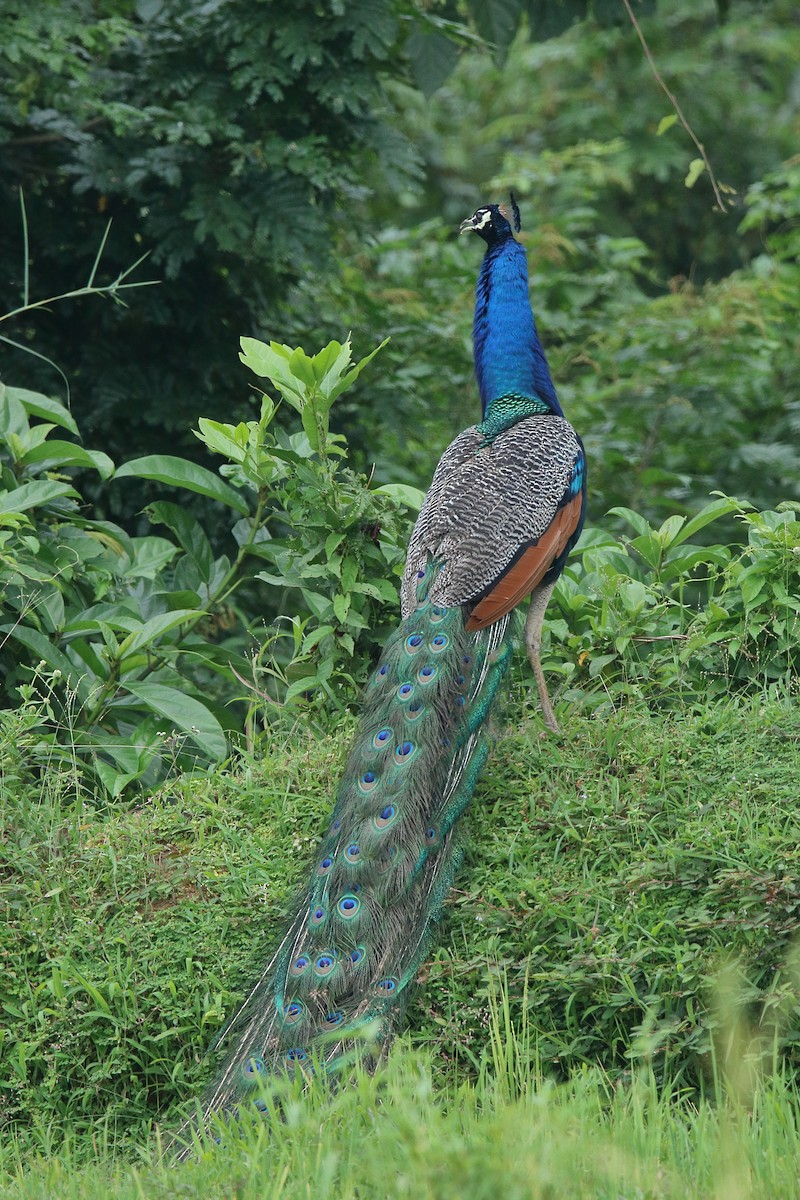 Indian Peafowl - ML610894916