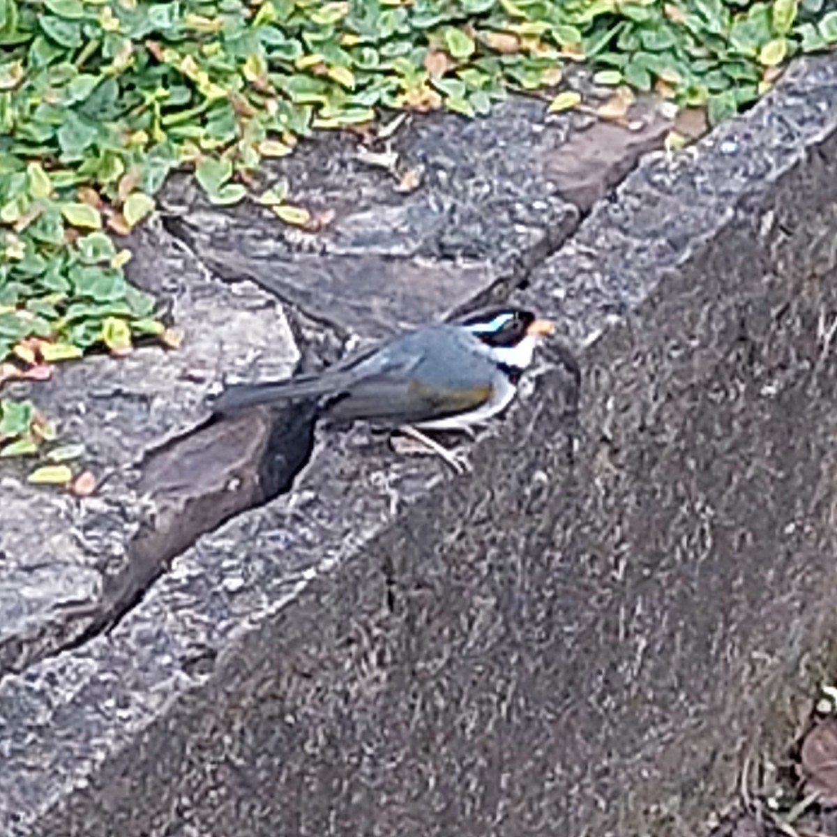 Saffron-billed Sparrow (Gray-backed) - Marcelo da Rocha