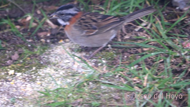 Rufous-collared Sparrow - ML610895111