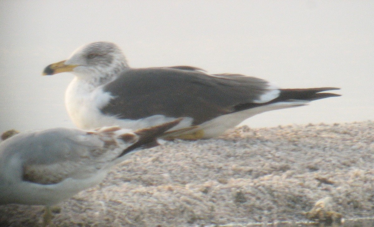 Lesser Black-backed Gull - David Vander Pluym