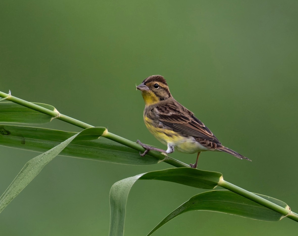 Yellow-breasted Bunting - ML610895415