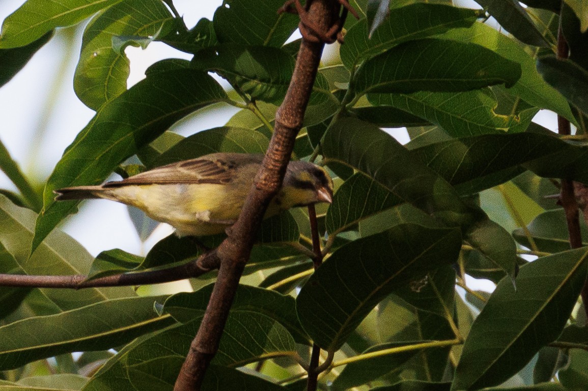 Yellow-fronted Canary - ML610895880