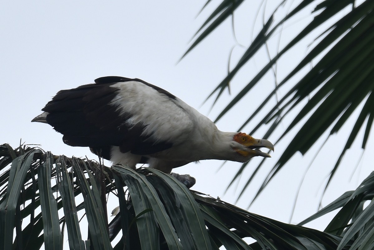 Palm-nut Vulture - Rob Cahill