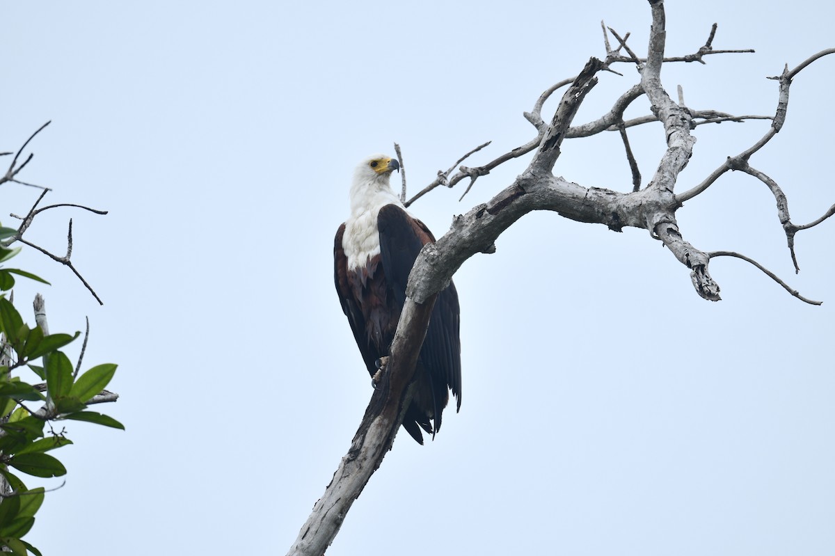 African Fish-Eagle - ML610896571