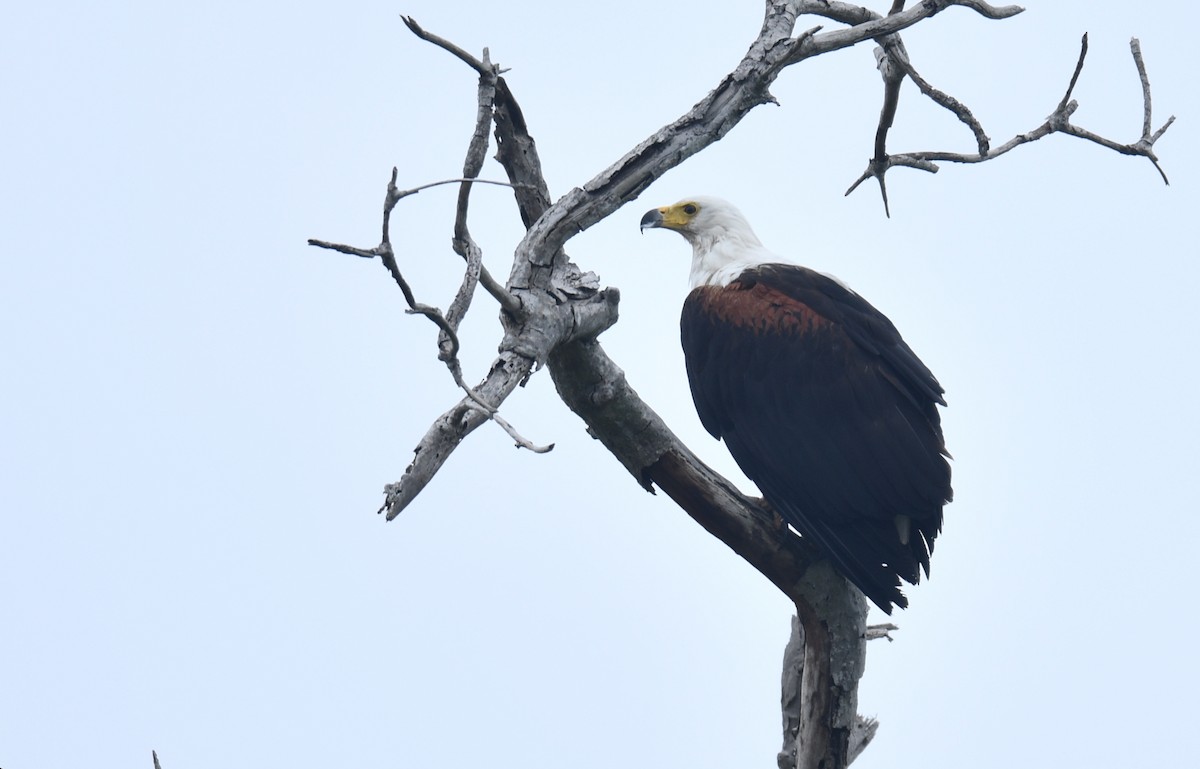 African Fish-Eagle - ML610896608