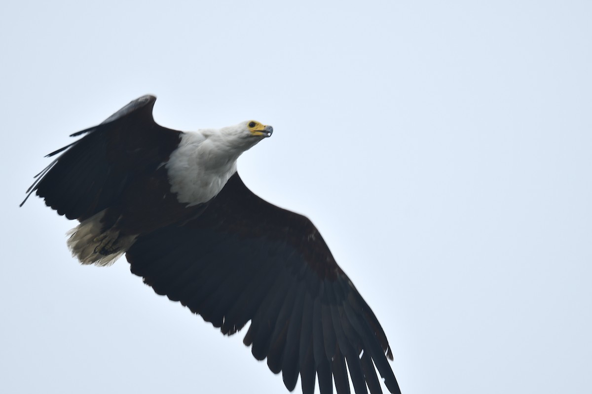 African Fish-Eagle - ML610896617