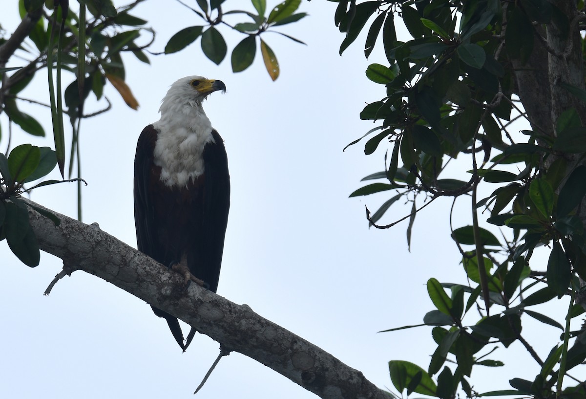 African Fish-Eagle - ML610896642