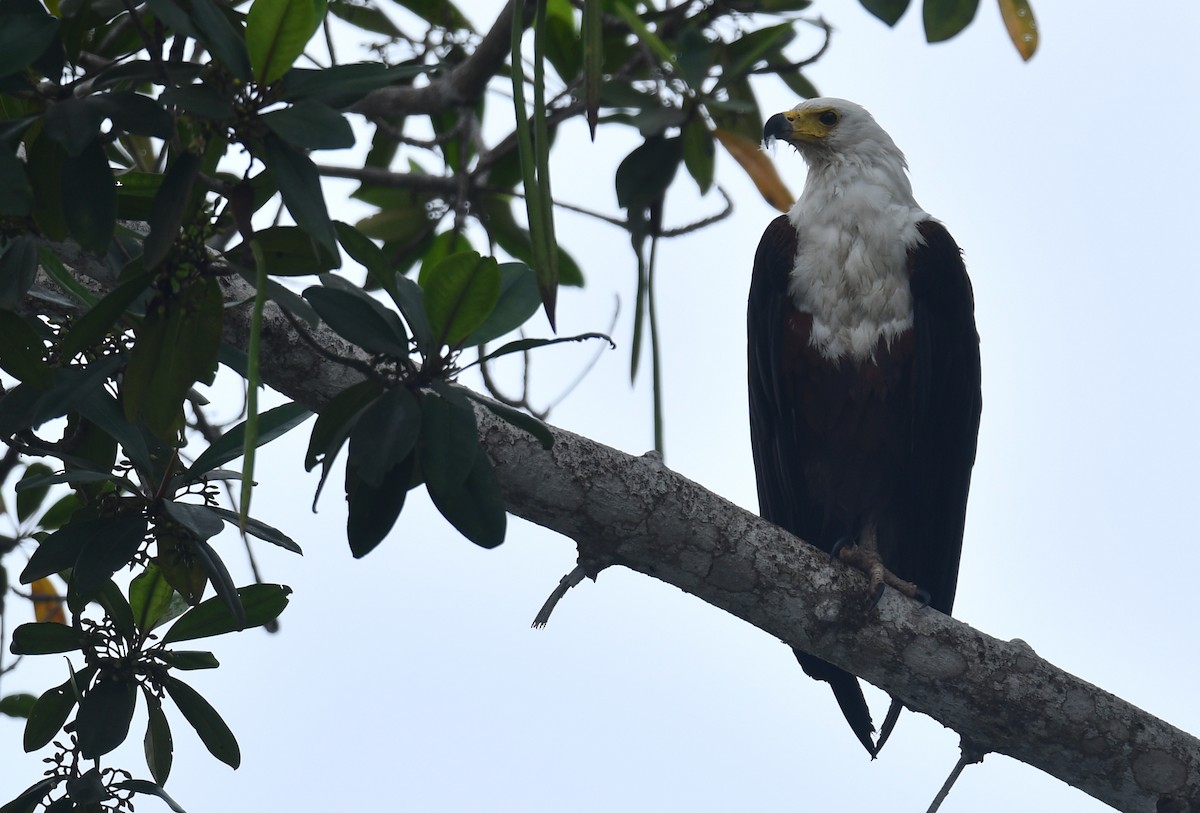 African Fish-Eagle - ML610896655