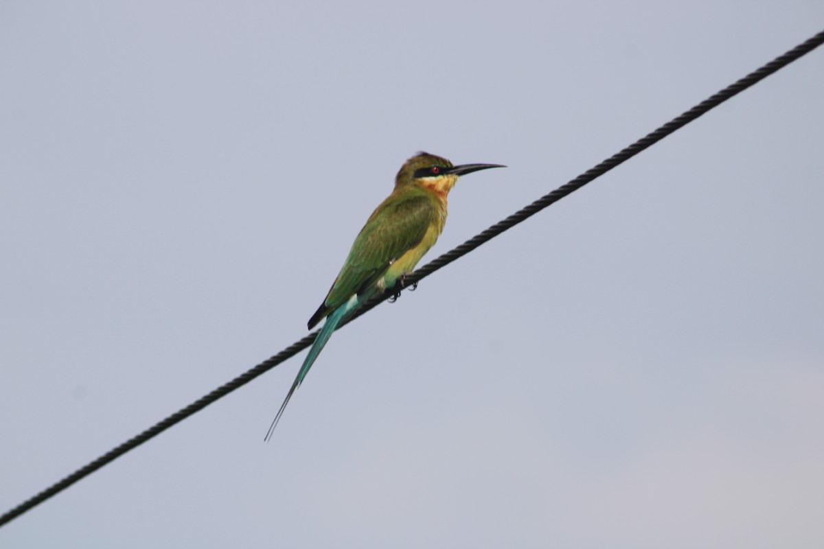 Blue-tailed Bee-eater - Claudia Pinheiro