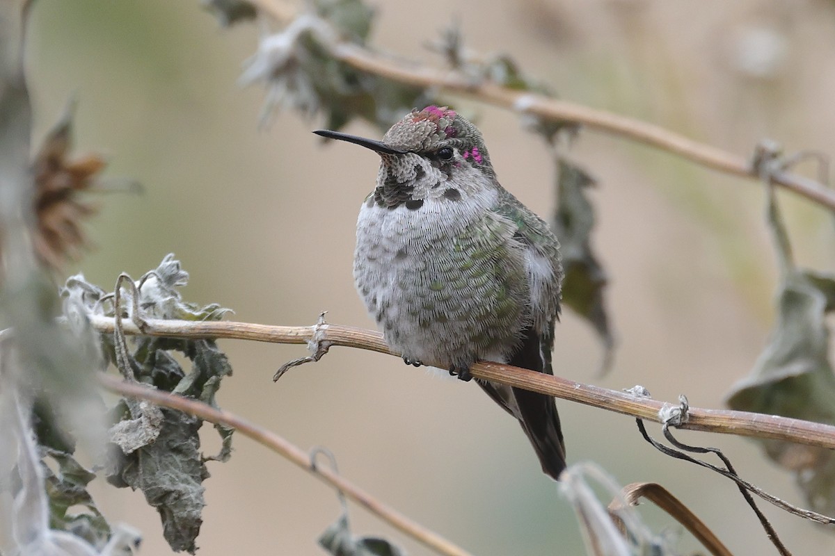 Anna's Hummingbird - Darcy Pinotti