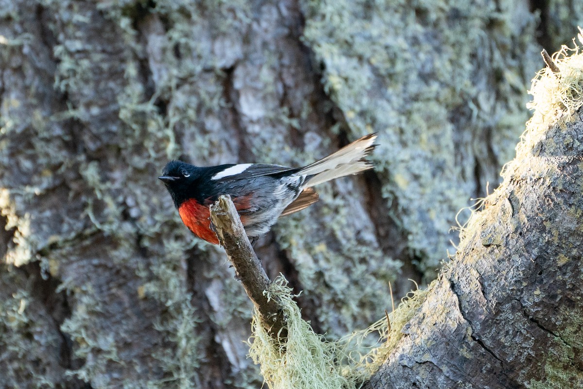 Painted Redstart - ML610896905