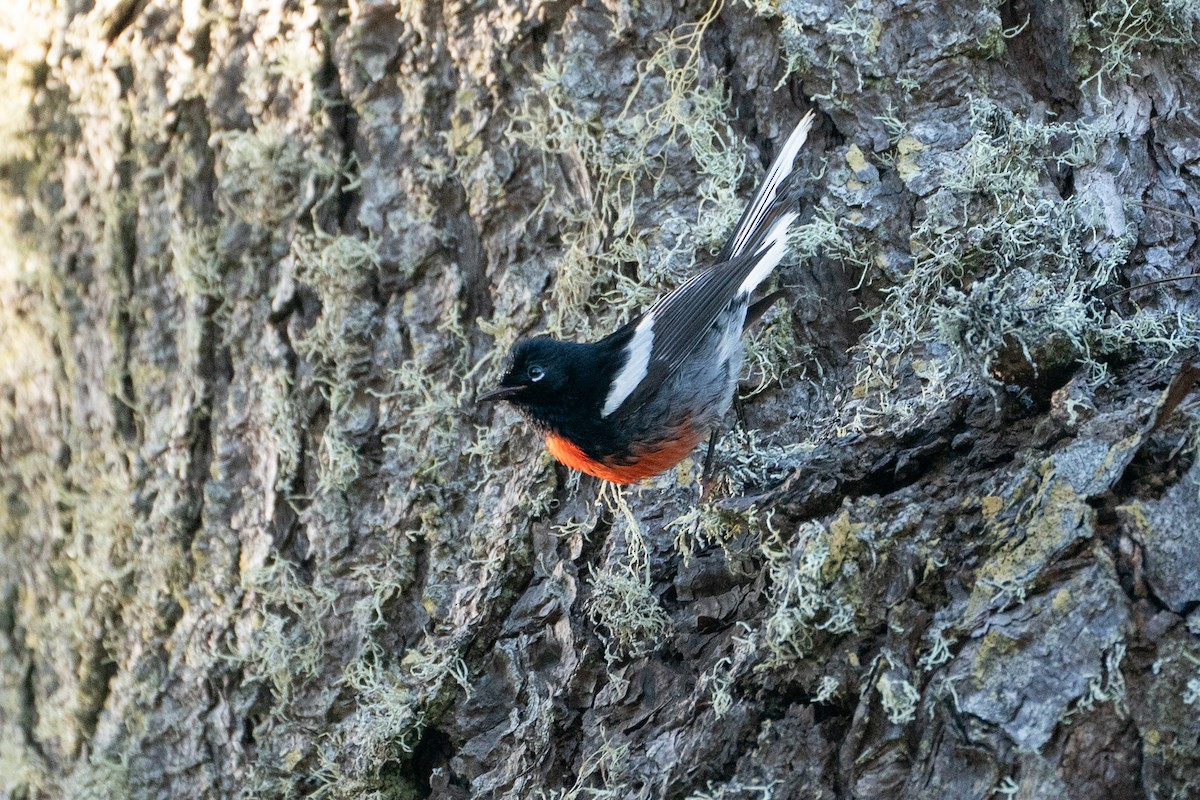 Painted Redstart - ML610896915