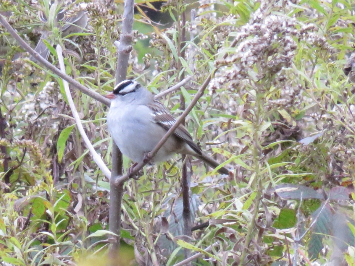 White-crowned Sparrow - ML610897373