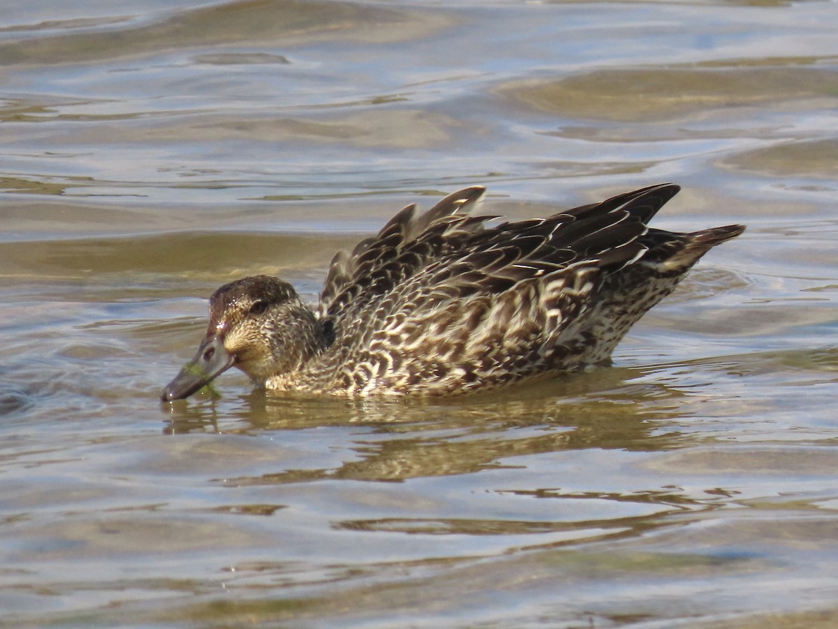 Green-winged Teal - ML610897656