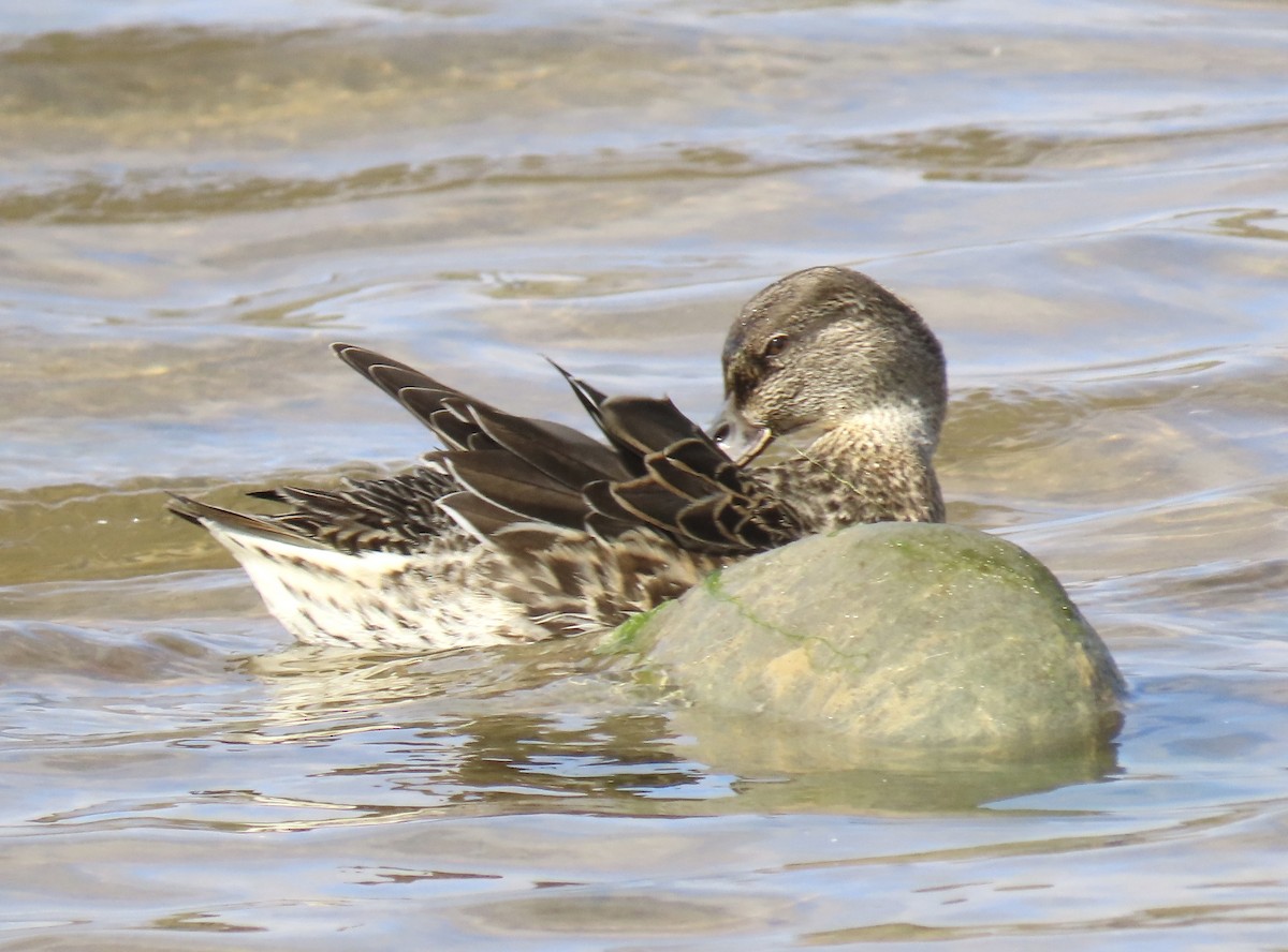 Green-winged Teal - ML610897657