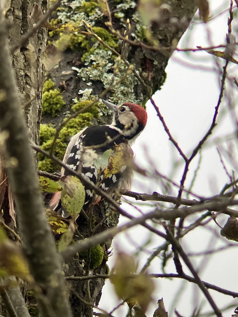 White-backed Woodpecker - ML610898149