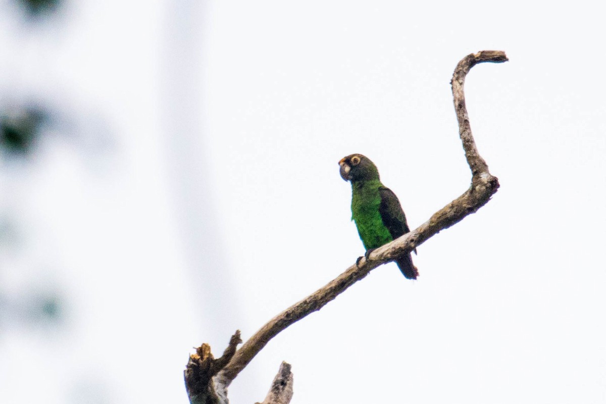 Red-fronted Parrot - ML610898161