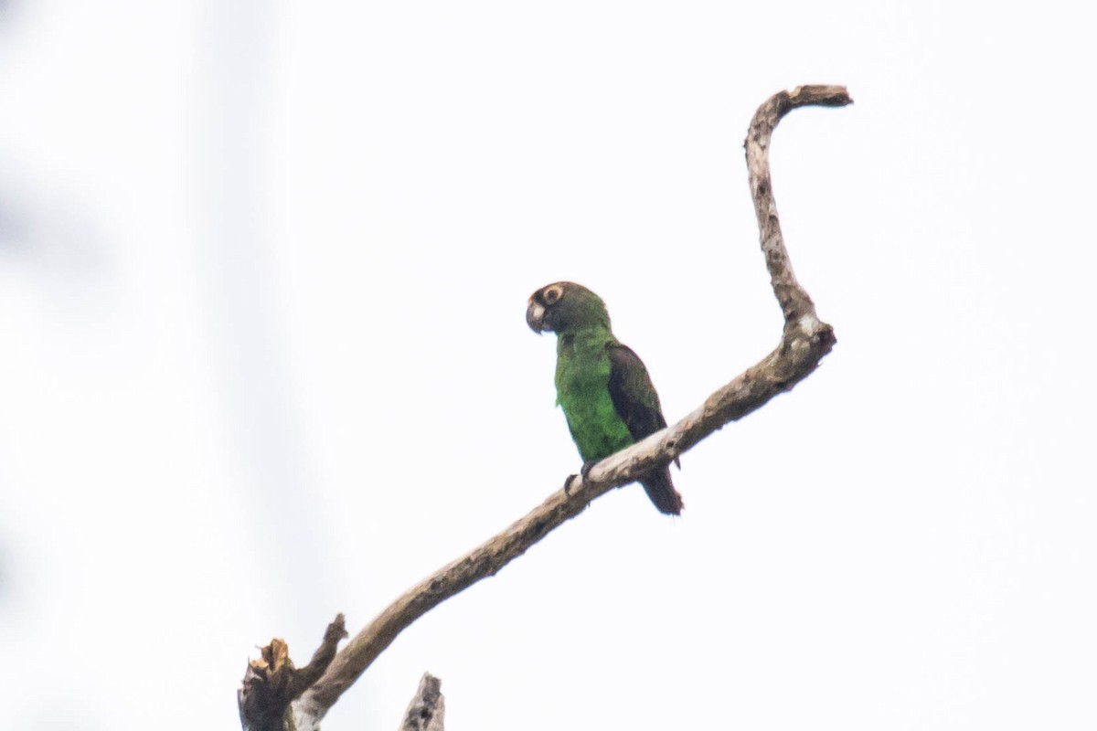 Red-fronted Parrot - ML610898162