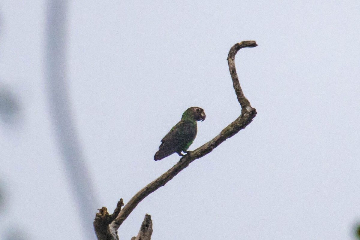 Red-fronted Parrot - ML610898163
