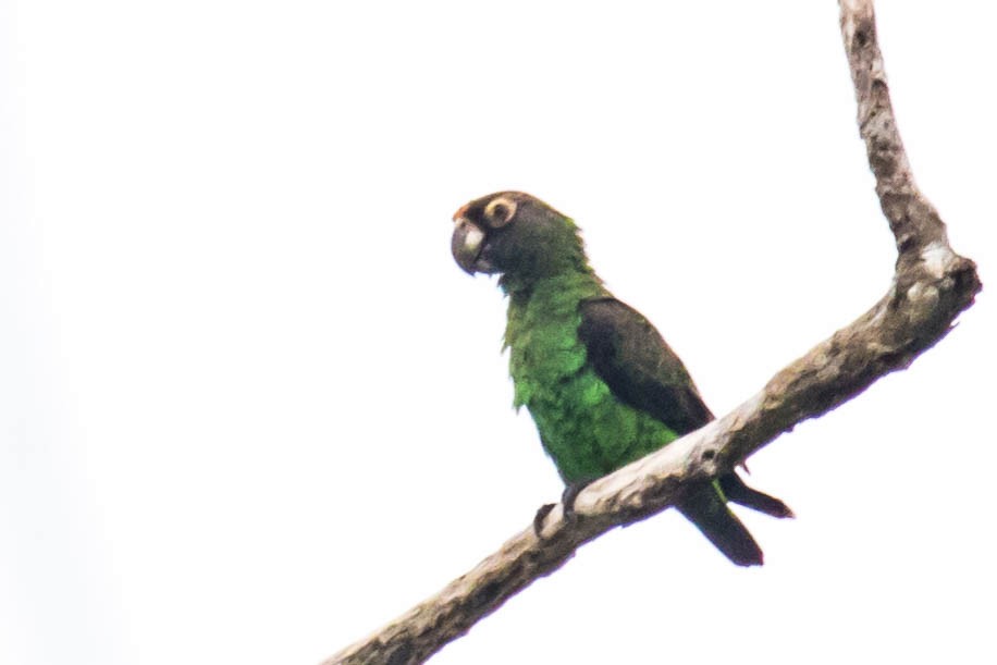 Red-fronted Parrot - ML610898164
