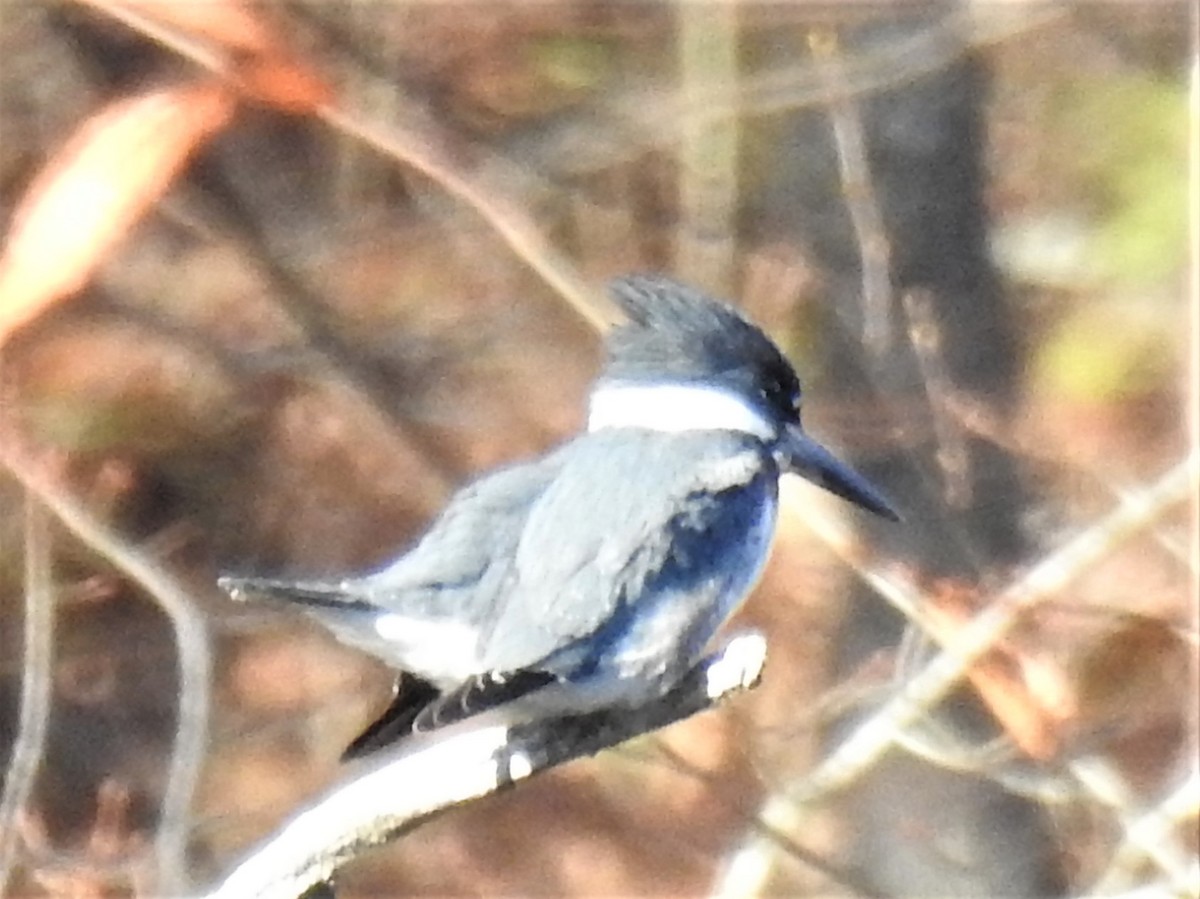 Belted Kingfisher - ML610898392