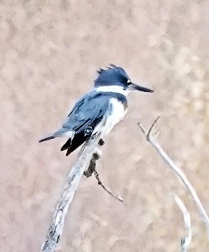 Belted Kingfisher - ML610898509