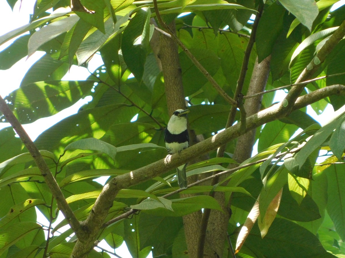 White-necked Puffbird - ML610898529