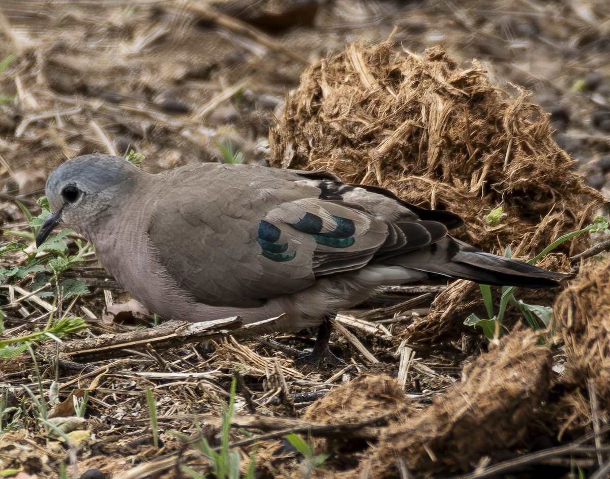 Emerald-spotted Wood-Dove - ML610898668
