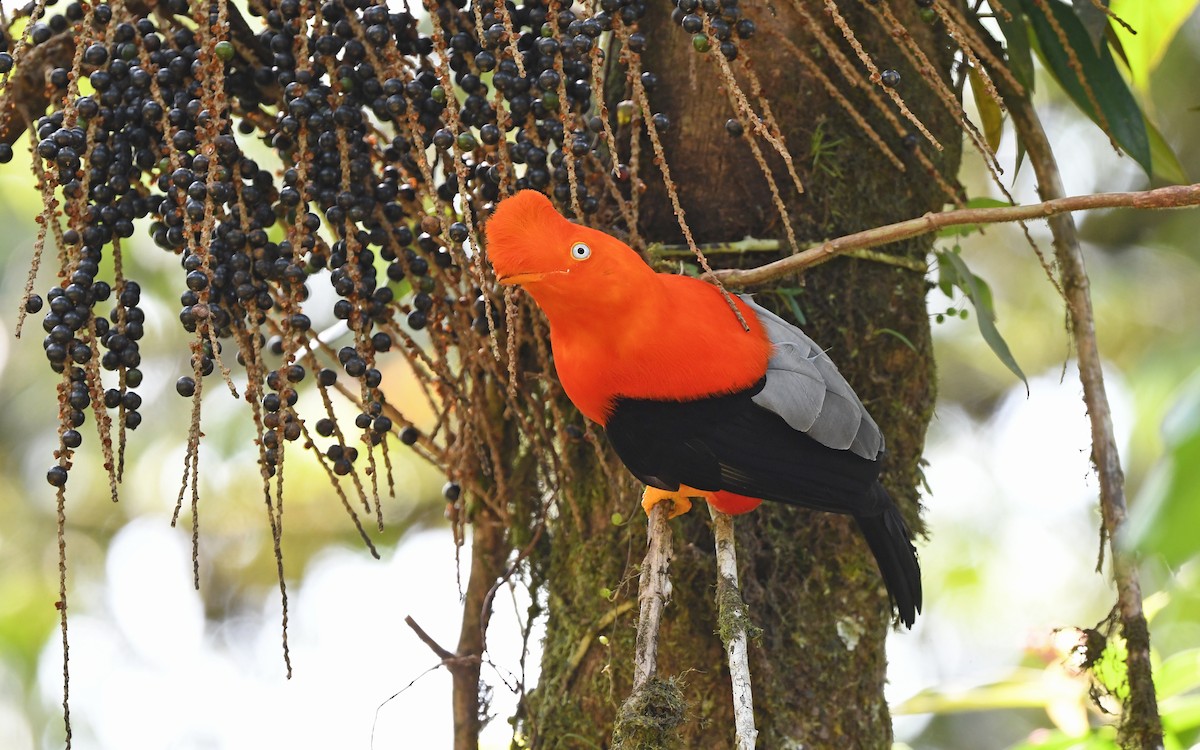 Andean Cock-of-the-rock - ML610898794