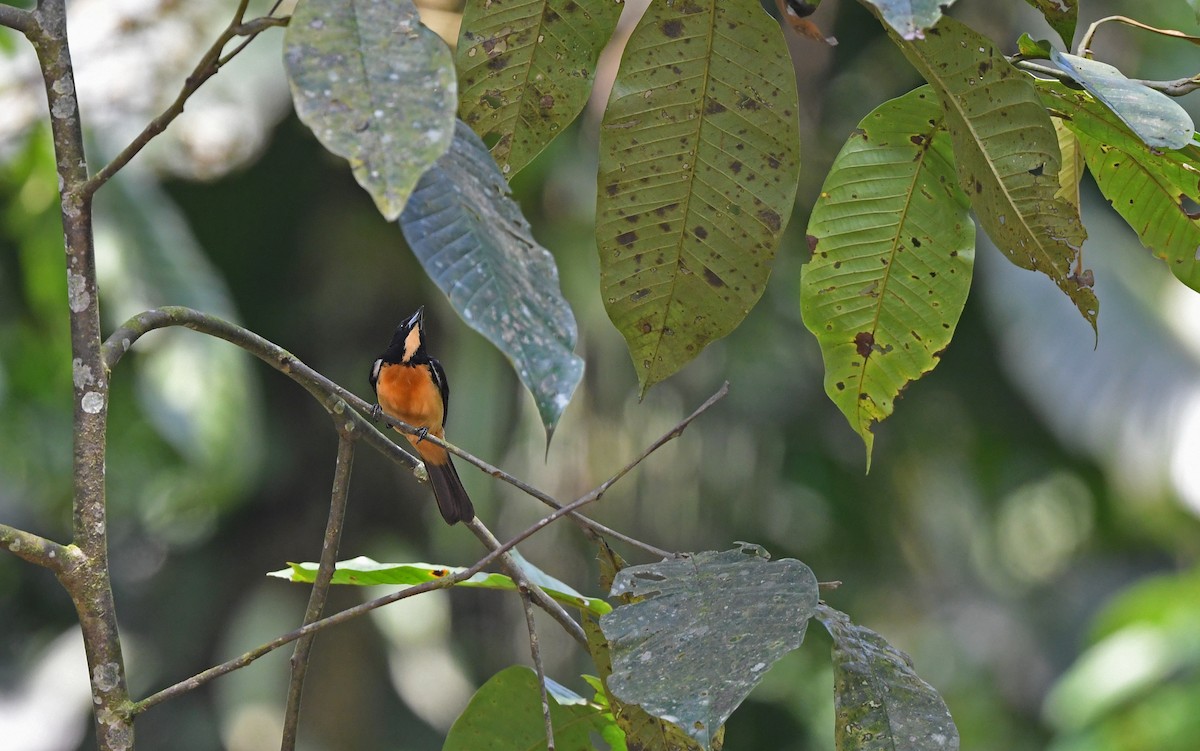 Yellow-crested Tanager - ML610898804
