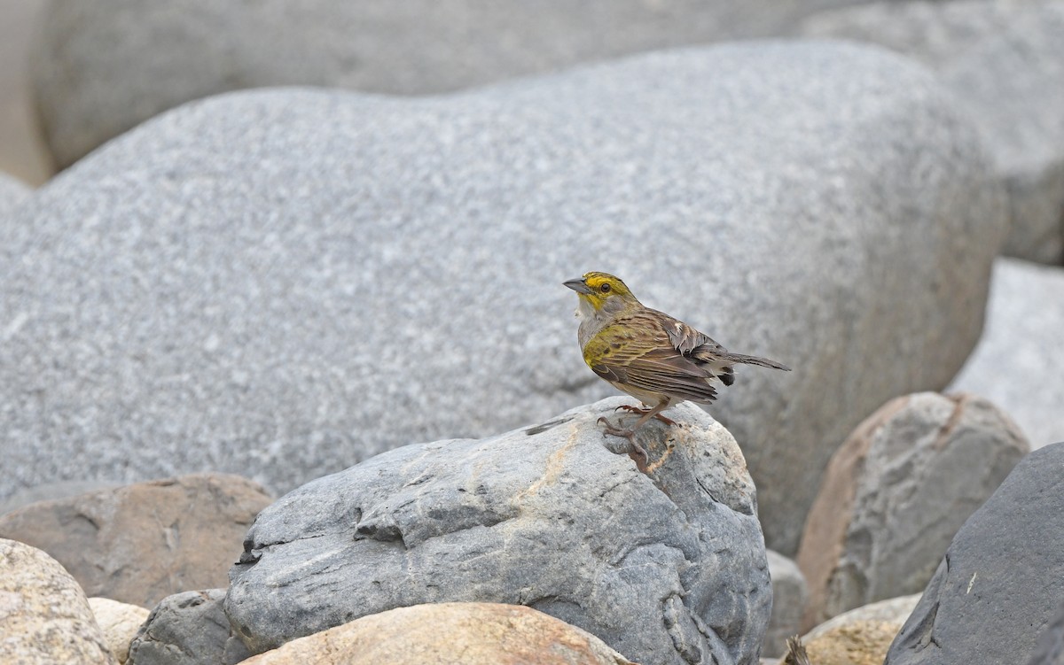Yellow-browed Sparrow - ML610898831